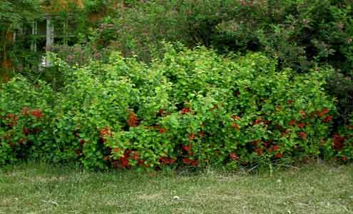 Japaninruusukvitteni